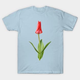 Tulipa  &#39;Marquis de la Coquette&#39;    Greigii Group Tulip T-Shirt